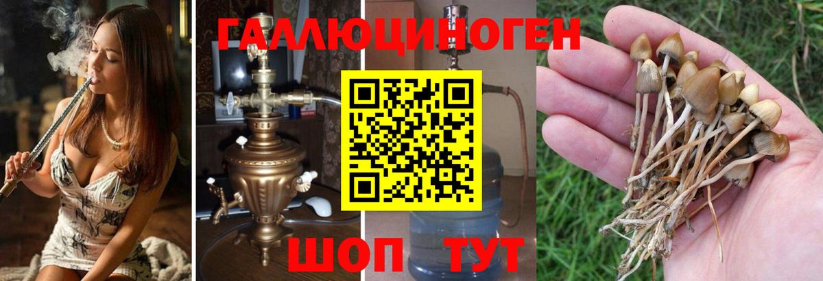 Псилоцибиновые грибы прущие грибы Нерюнгри